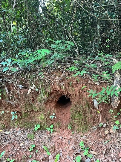 An animal's burrow in the forest.